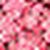 Multi Pink-Rot Multi Pink-Rot